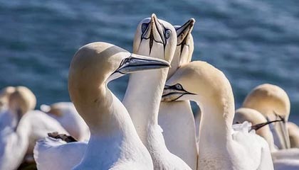 九游网页版入口-安徽鲨鱼客场负于广东勇士队，战绩有所下滑，安徽鲨鱼科技有限公司