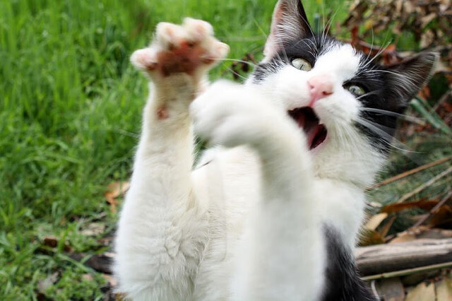 _猛龙展现韧性,逆转赢得关键战_,猛龙yuta