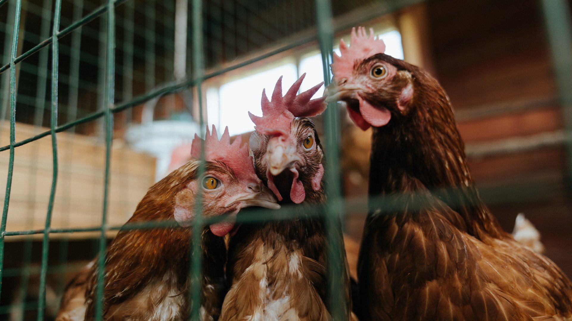 “英超劲旅持续发力,冠军争夺更趋紧张”,英超劲旅有哪些