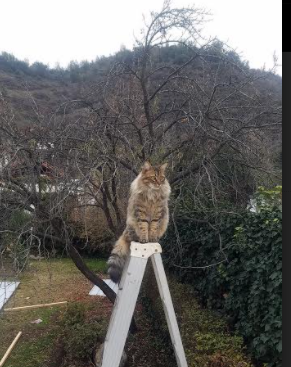 德甲实现数字化管理，优化俱乐部运营，德甲俱乐部收入