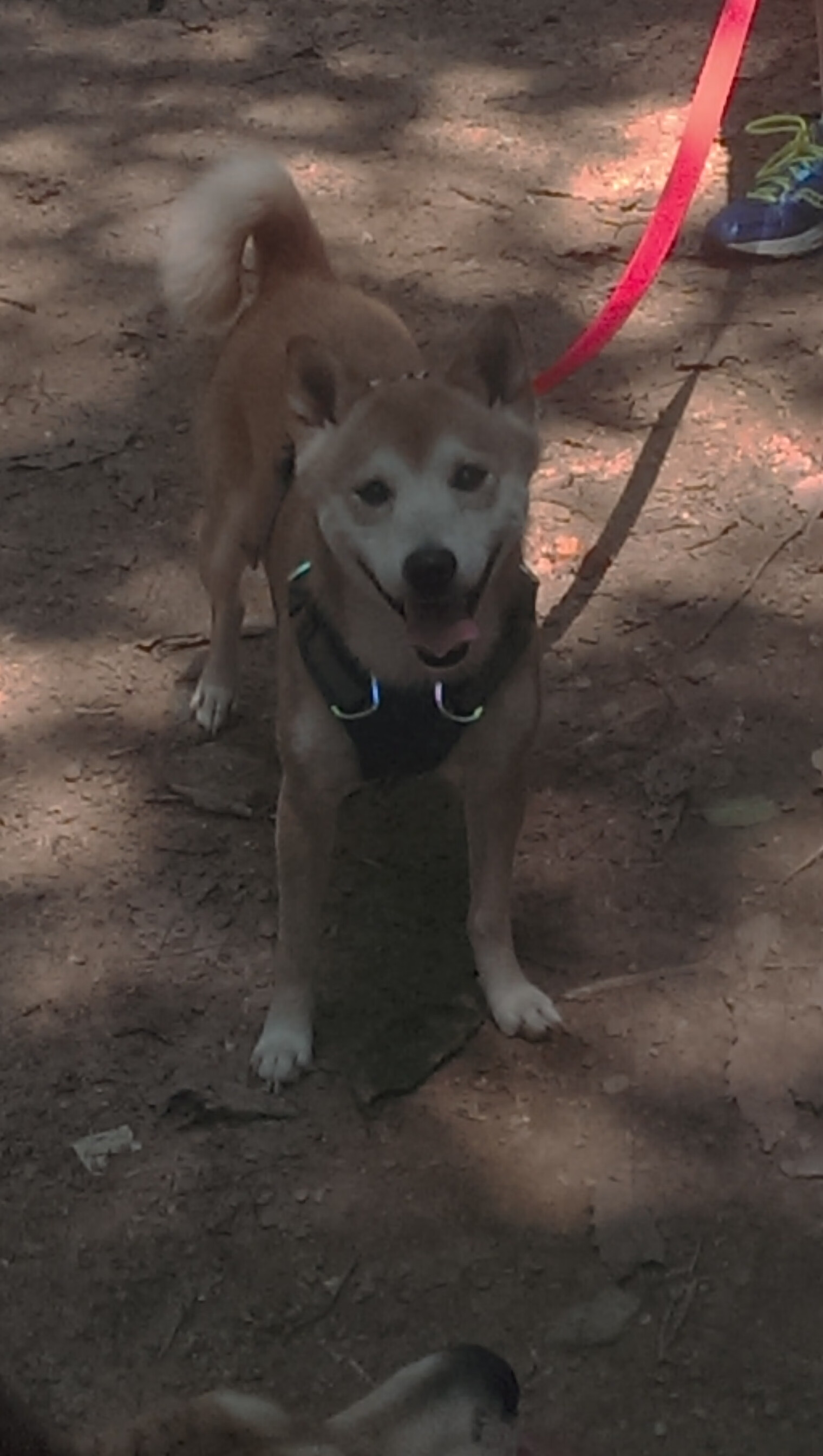 赛车运动中的女性力量崛起,女性赛车手