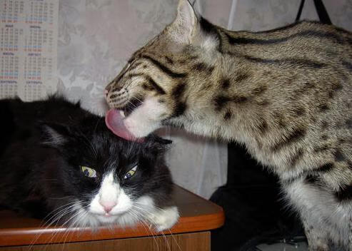 青少年篮球比赛“百城万户”行动全面展开，青少年篮球大赛