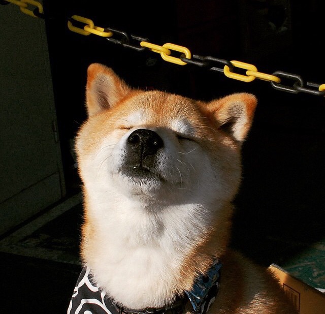 Cloud9教练组调整战术体系，云教练什么意思