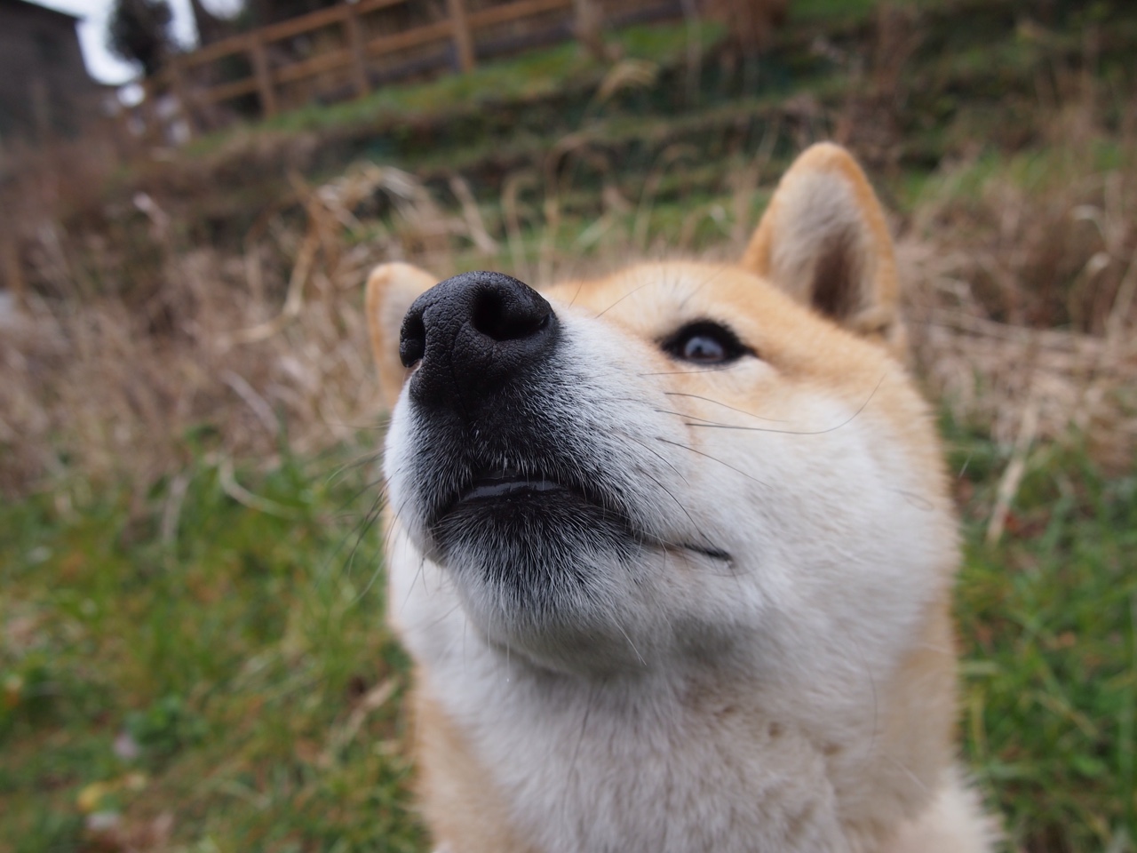Cloud9教练组调整战术体系，云教练什么意思