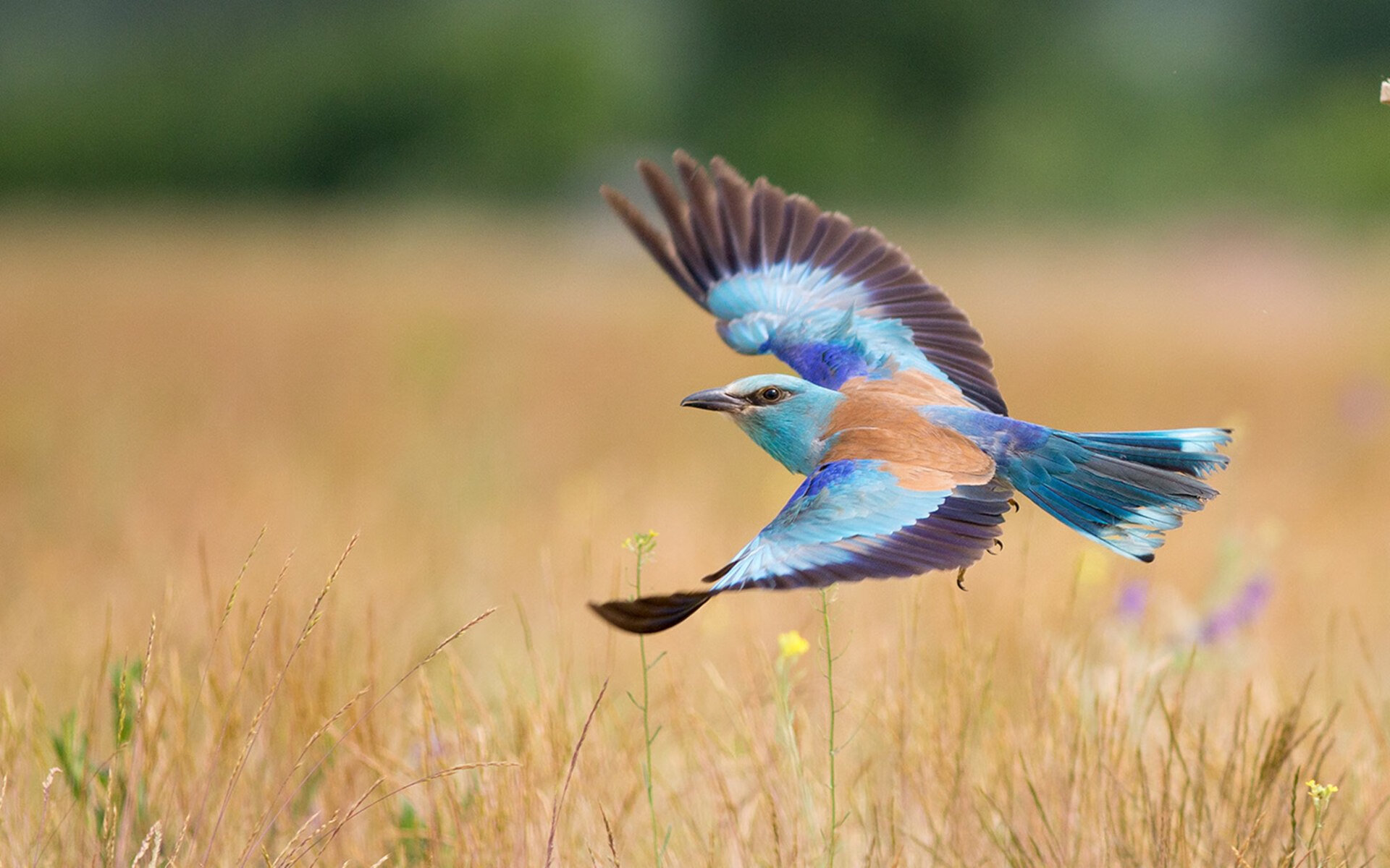 中国足球的青少年教练员培训,中国青少年足球队教练