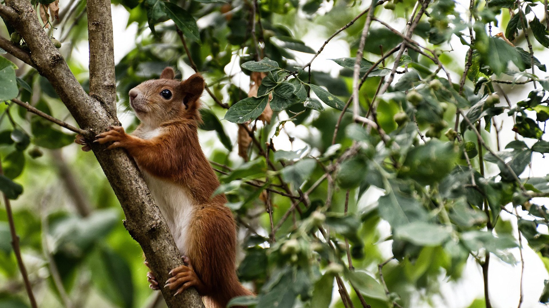 九游娱乐-广州恒大签下新外援，引进乌拉圭国脚苏亚雷斯，广州恒大最早外援