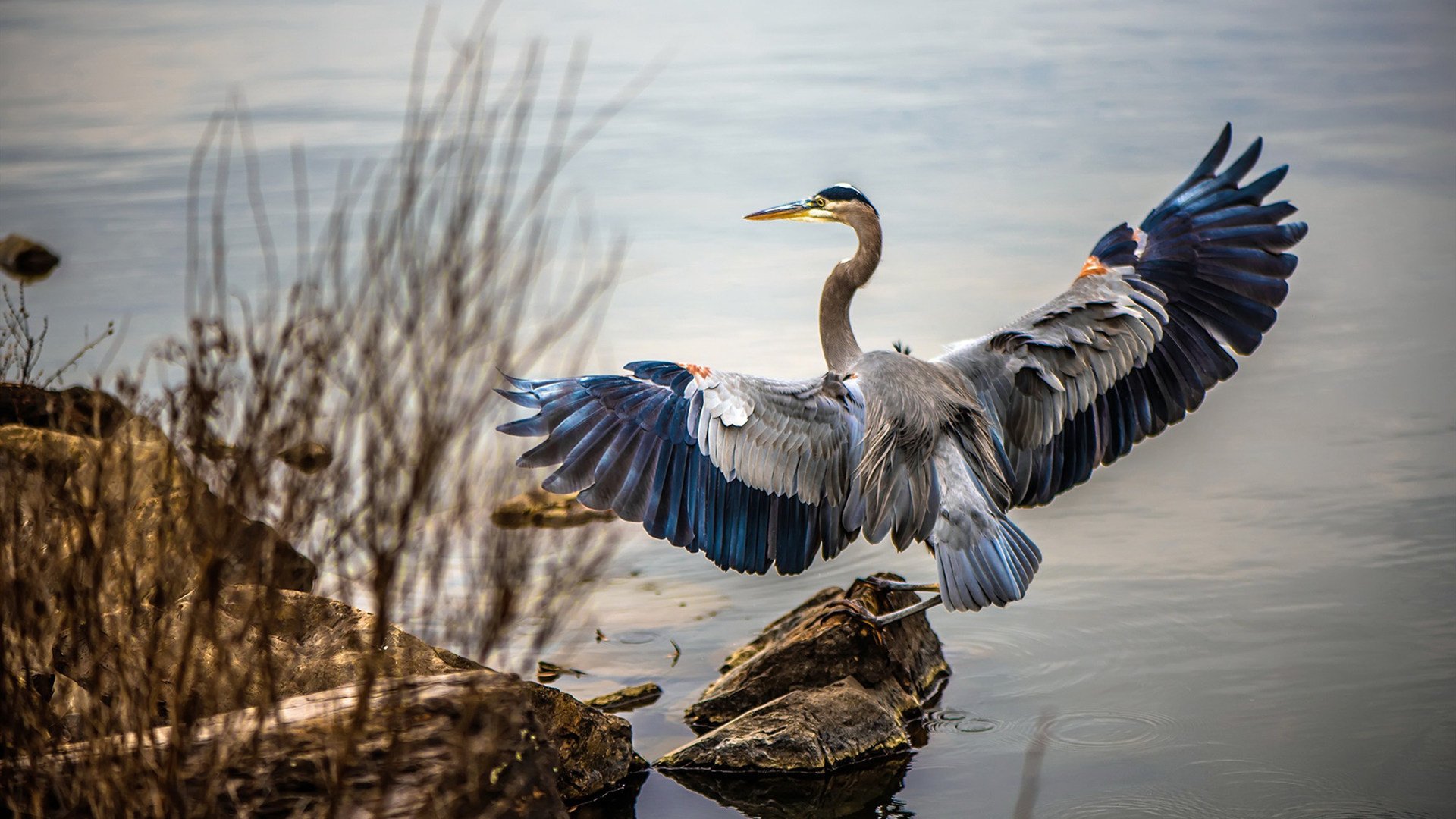 广州恒大签下新外援,引进乌拉圭国脚苏亚雷斯,广州恒大最早外援