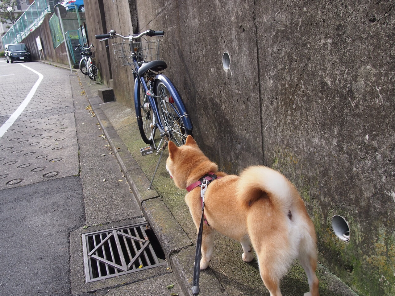 湖人中锋恢复状态出战 精彩表现令人期待,湖人队中锋球员名单