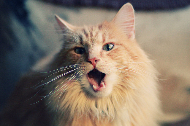 热刺主帅赛前发声,力保胜利,誓要振奋球队士气,热刺最新主帅