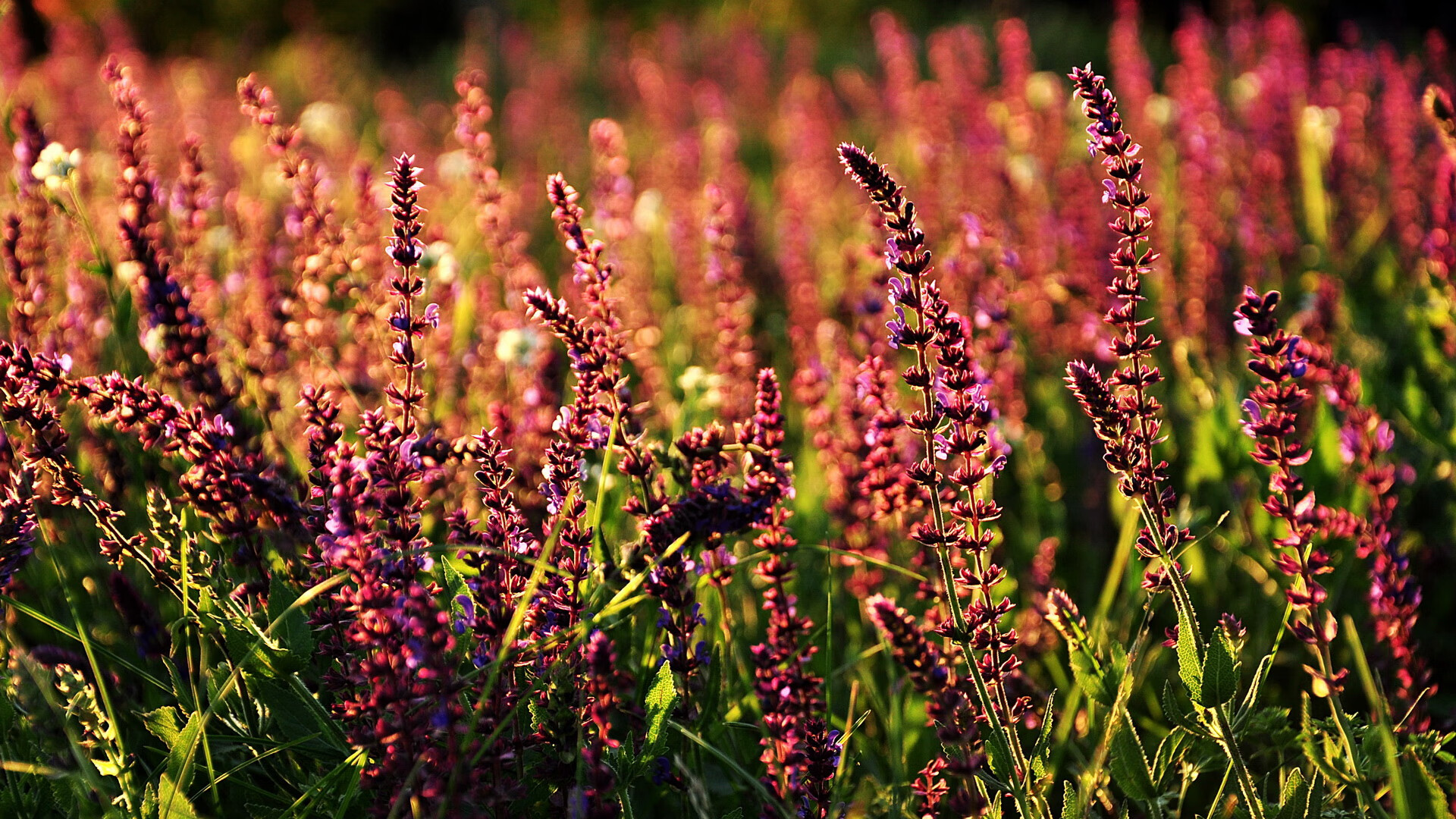 突尼斯球队战术体系完善,突尼斯足球怎么样