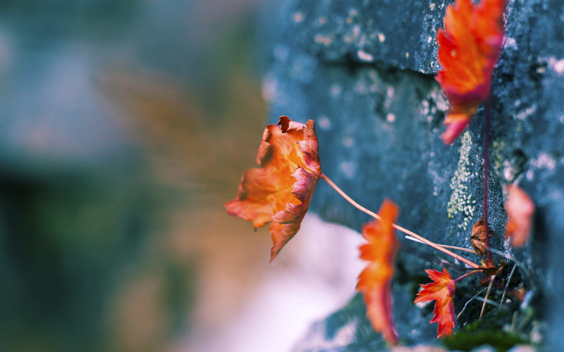 NBA球员心理适应性训练方法探讨,nba球员生理反应