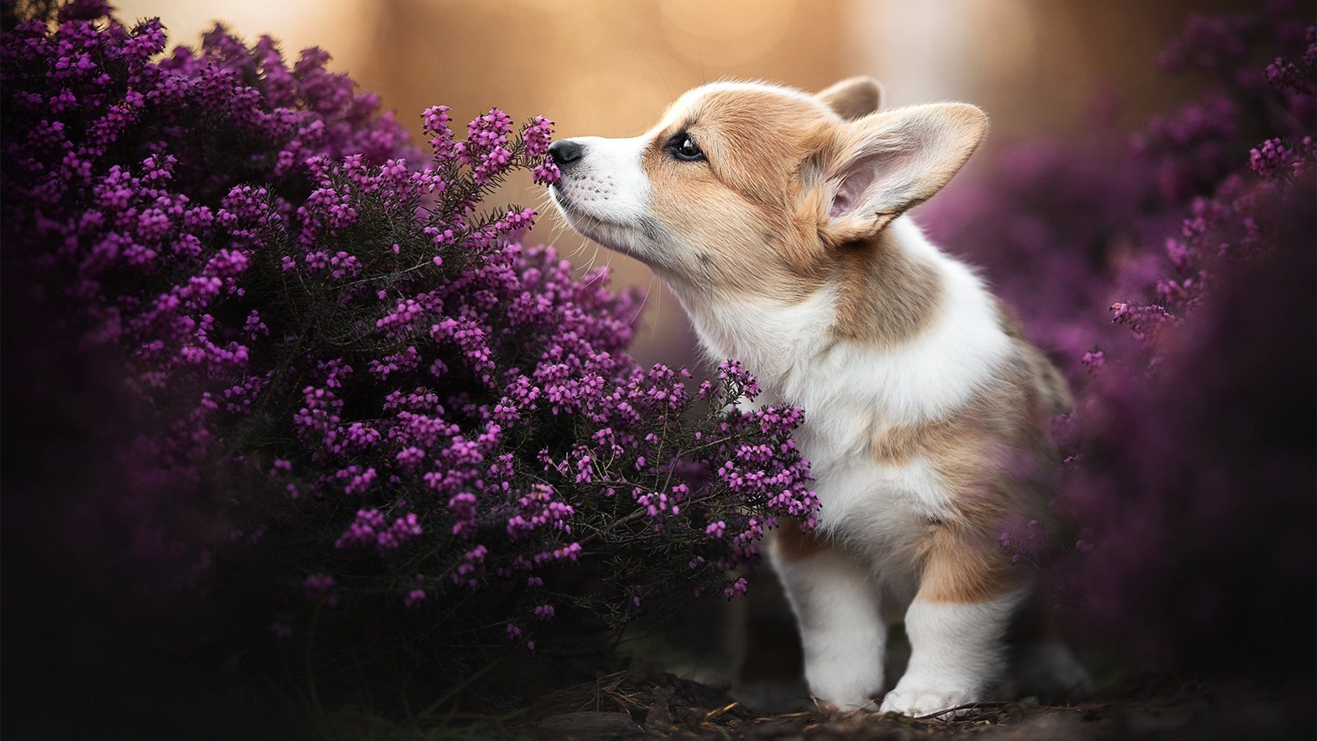 中国足球场上移动方向数据建模,足球场上的数学建模