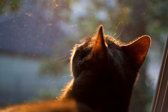 德甲青训通过情绪自评报告干预比赛情绪波动