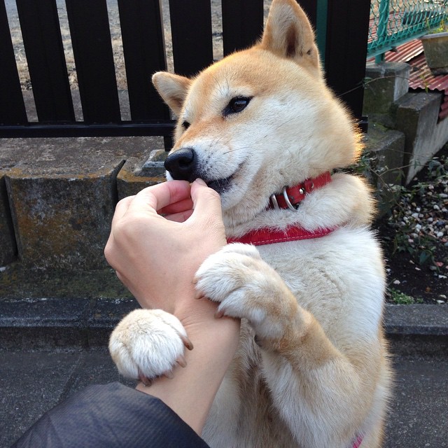 西甲裁判语义判罚辅助系统提升判罚公平性研究，足球裁判语言