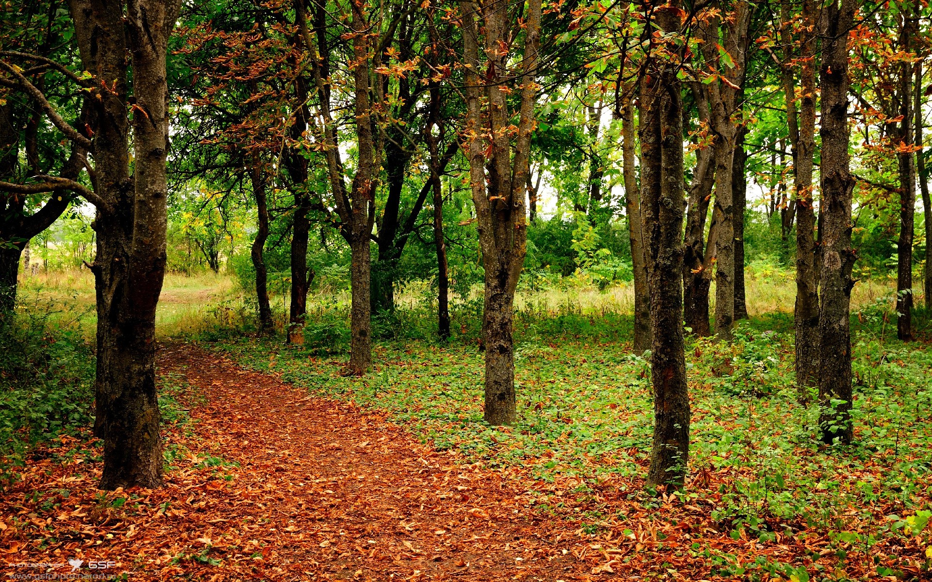 后卫挡拆后的节奏延伸战术选项,节奏型后卫