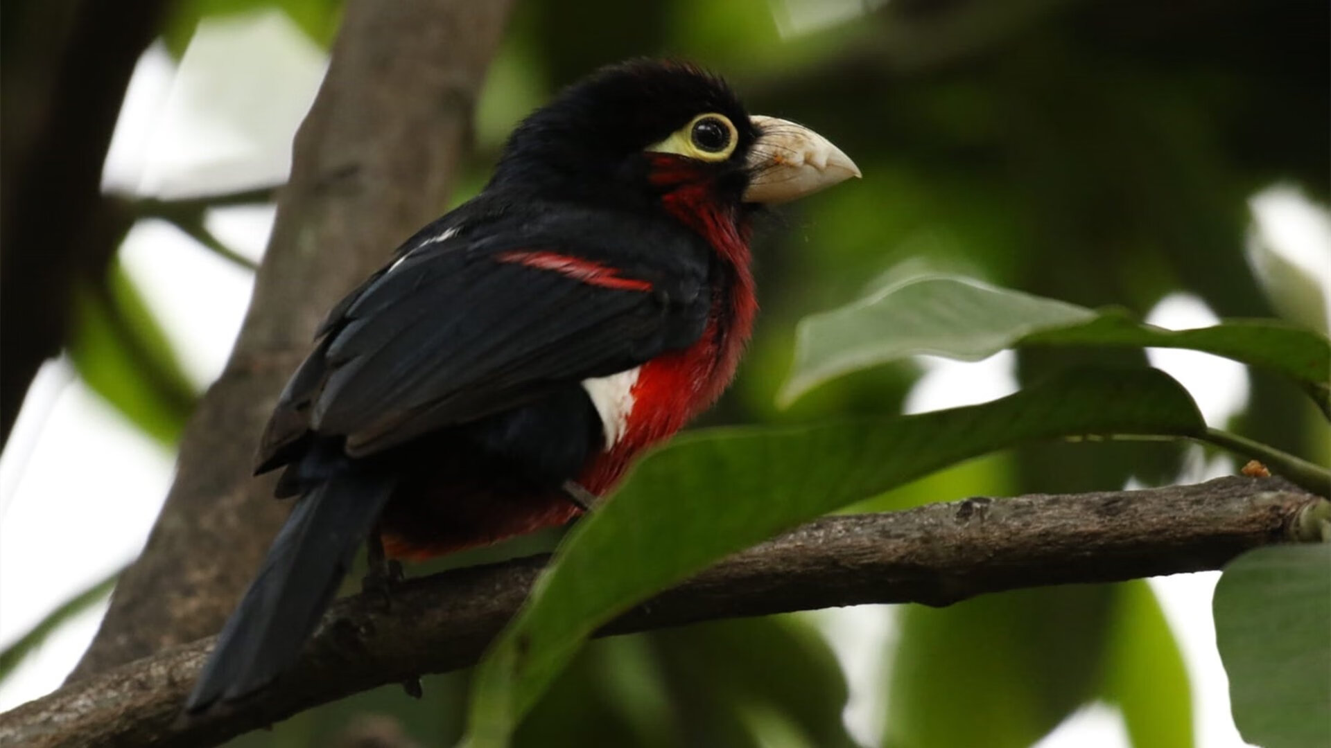未来突破:Chinese Taipei团队如何向国际顶尖挑战,china taipei