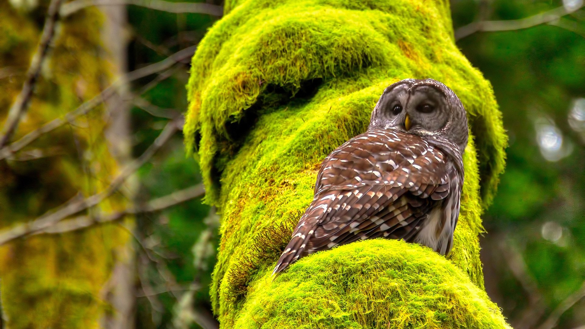 JIUYOU GAMING-CBA外援注册窗口开启各队积极寻求合适人选，cba第二阶段外援注册