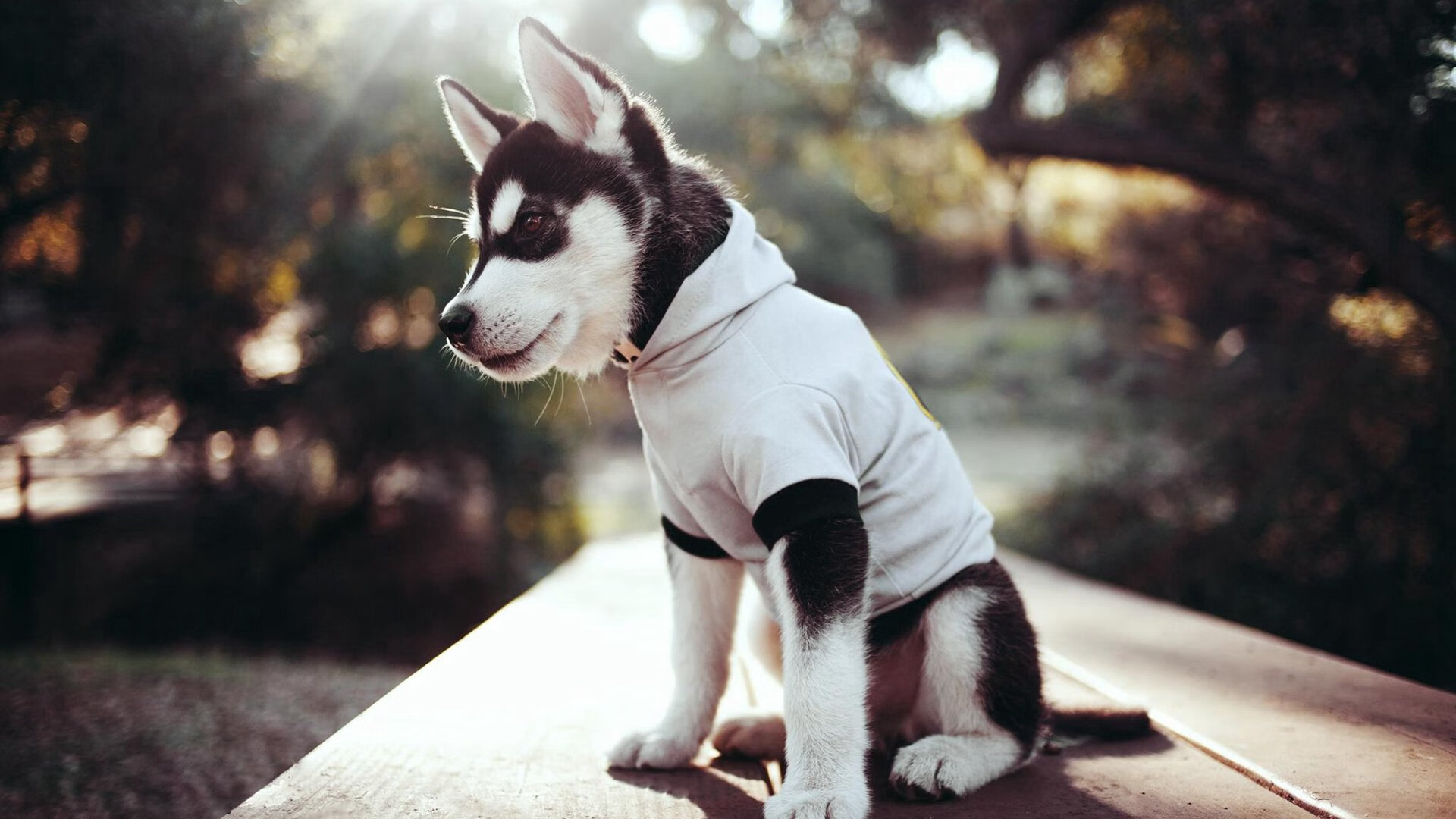 塔特的快速反应与决策能力,是袋鼠队成功的关键,塔特是什么意思