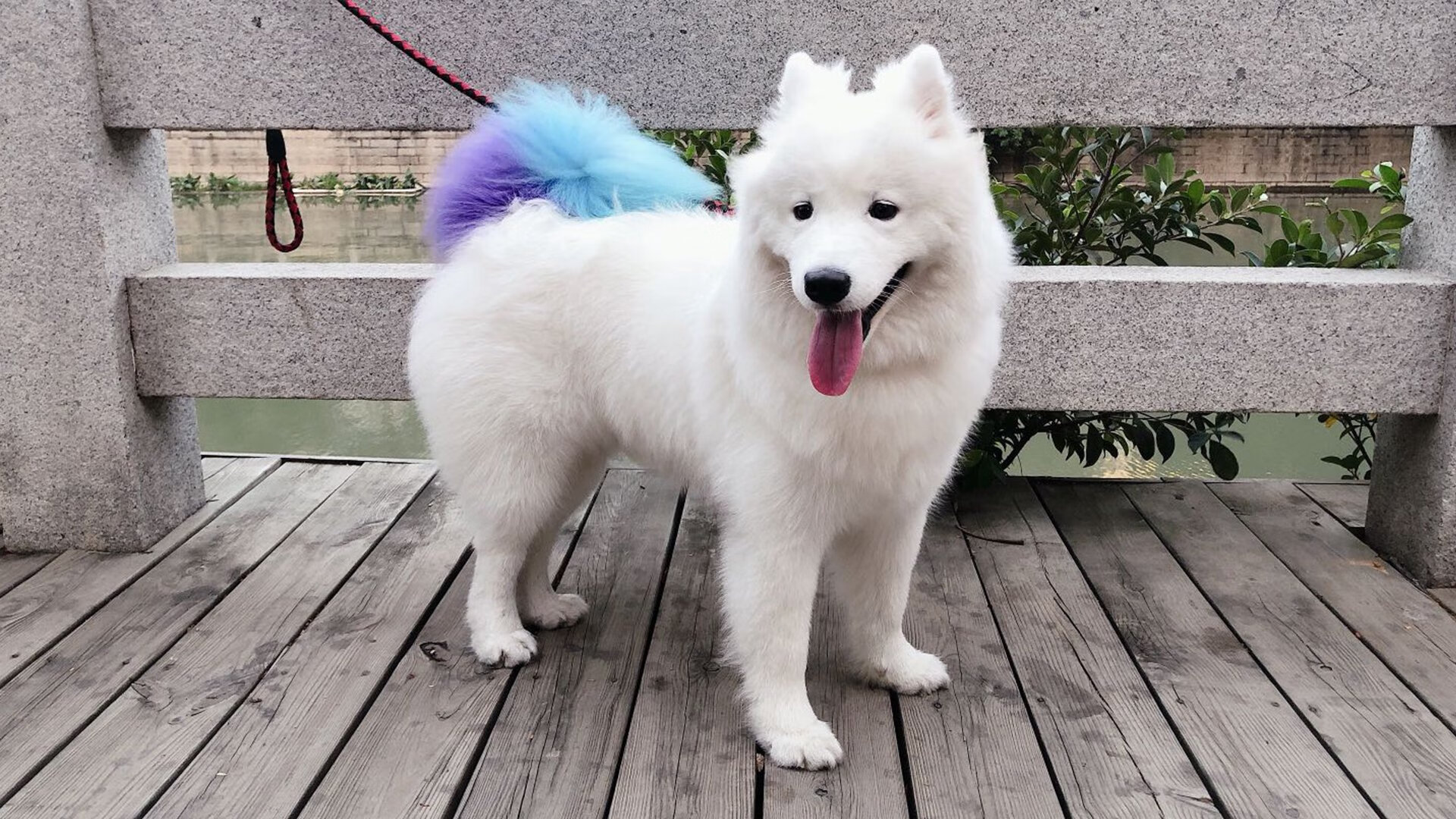 瑞士自由泳短程速度惊人,瑞士自由吗