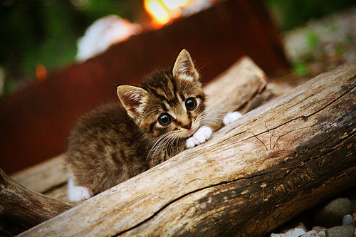 瑞士自由泳短程速度惊人,瑞士自由吗
