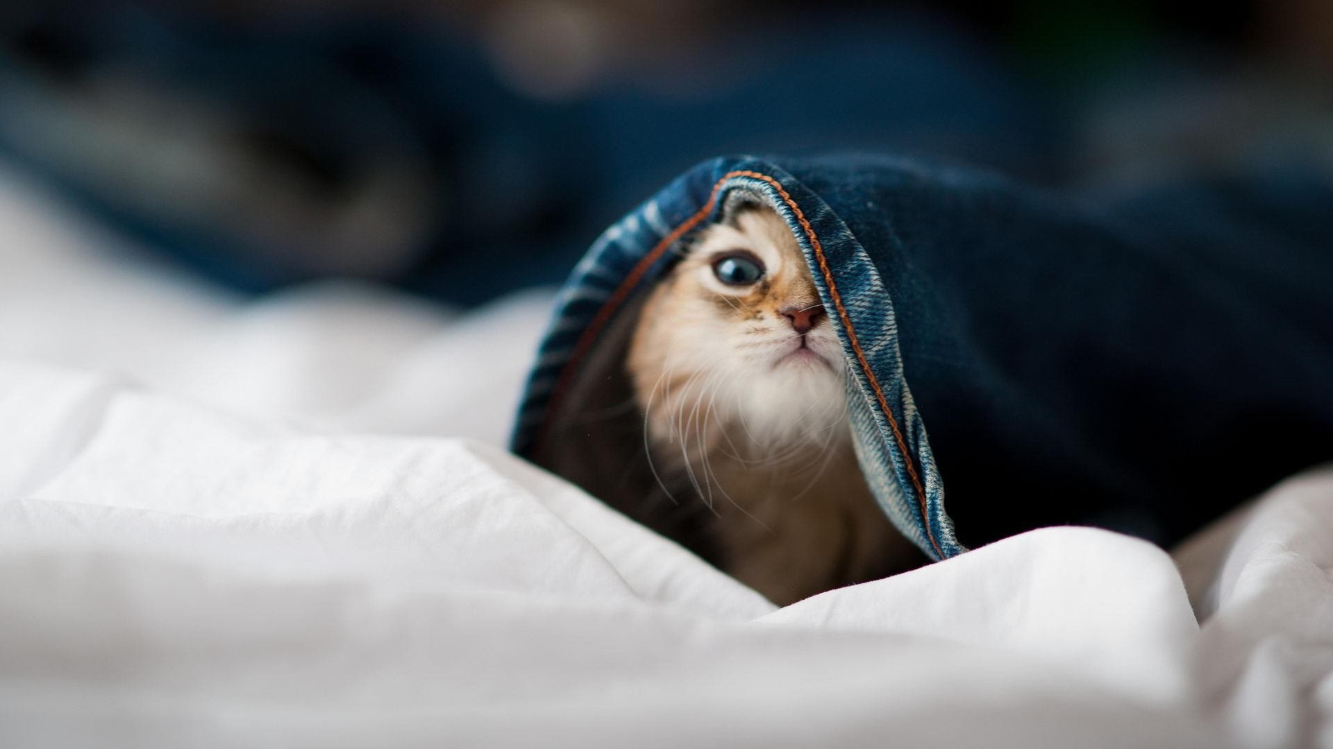 美洲杯终极冲刺:全场神级表现点燃比赛,美洲杯!